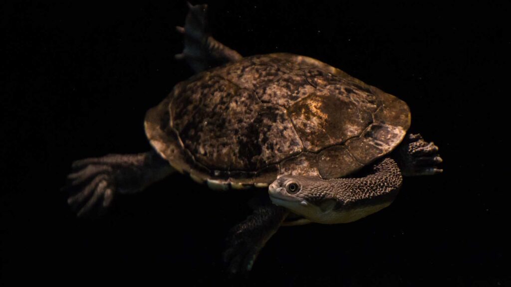 snake-necked turtle rote island
